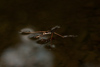 Water Striders